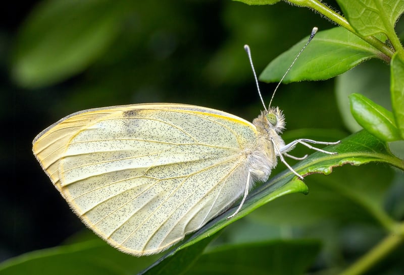 Butterfly Effect Precautions